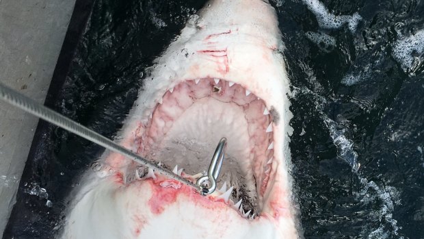 A 3.2 metre great white was one of five sharks caught off the NSW mid-north coast on Saturday. 