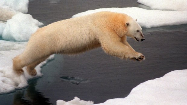 Early indicator: Polar bears have long been followed as scientists as indicators of global warming.