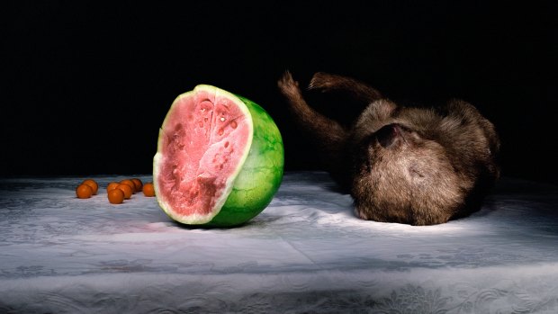 <i>Wombat and Watermelon</i>,  2005 (detail).