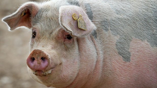 A man has been flown to hospital in Bundaberg after being bitten by a pig. (File photo)  