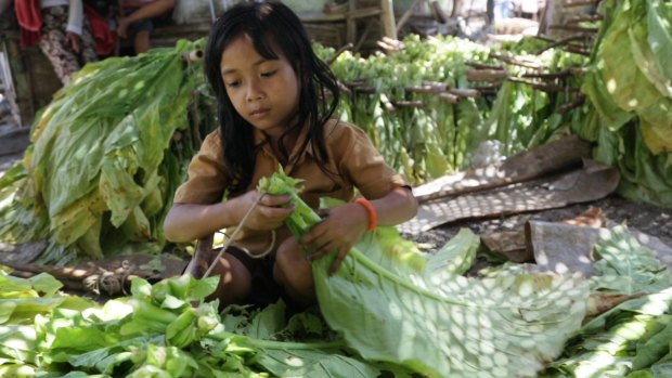In a bind: A young girl ties tobacco leaves onto sticks to prepare them for curing in East Lombok, West Nusa Tenggara.