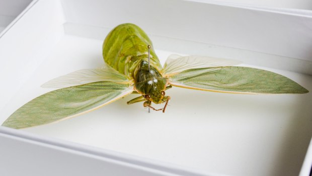 The male bladder cicada's large hollow abdomen acts as a echo-chamber to amplify their calls. 