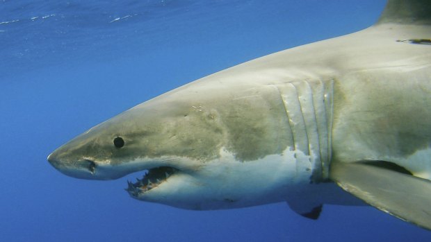 Shark protection technologies have been shortlisted for trials in NSW
