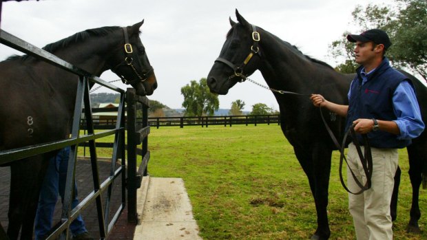 Octagonal (left) and and Lonhro (right) meet at Woodlands Stud in 2004.