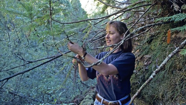 Dr Cathy Offord in 1994 at the site of the then-recently discovered Wollemi pine in the Blue Mountains.