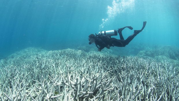 A UQ researcher says damage to coral has reached down to new depths.