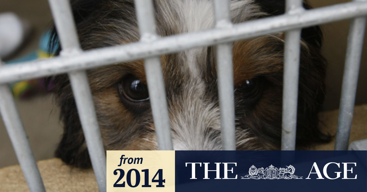 Victorian cruelty laws target puppy factories