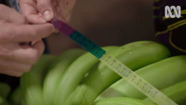 Farm workers use a measuring tape to determine which bananas reach our supermarkets.