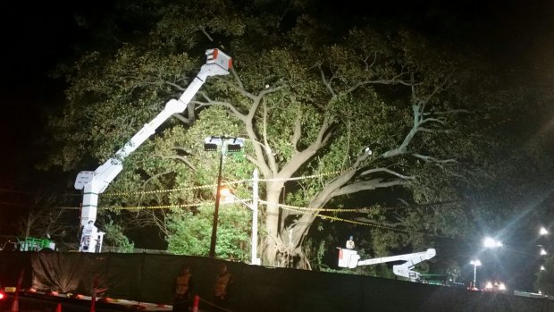 Arborists start cutting down a beloved Moreton Bay fig tree in Randwick, known locally as the "Tree of Knowledge".