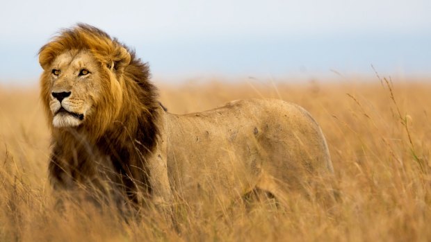 Cecil was in his prime at the time of his death, an Oxford University researcher says.