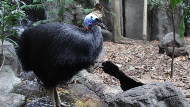 20 of the endangered cassowaries have been hit and killed on the stretch of Lindsay Road, between Tully and Mission Beach in the past 15 years.