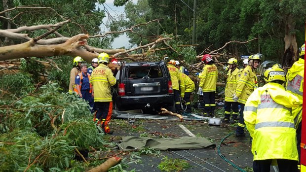 A man died when a falling tree crushed a car at Emu Plains.