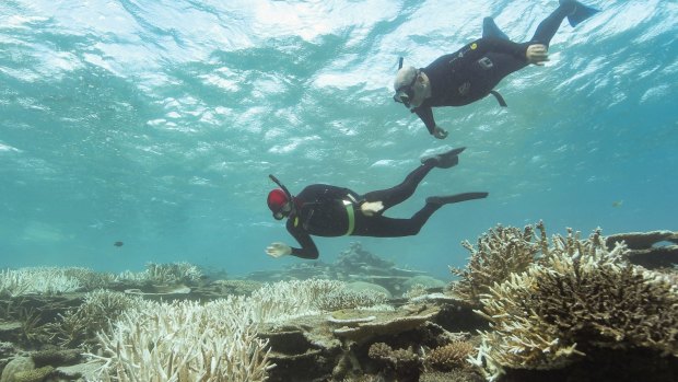Three-quarters of the Barrier Reef is alive, says the Great Barrier Reef Marine Park Authority.