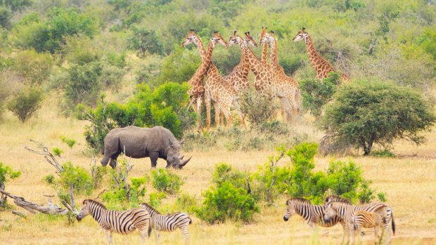 Kruger National Park.