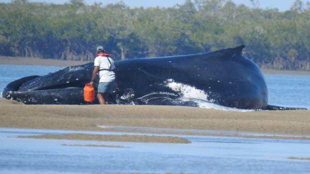 Queensland Parks and Wildlife Service officers tried, unsuccessfully, to save the two stranded whales.