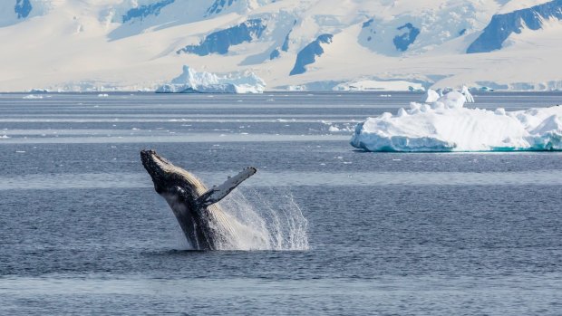 Adult humpback whale breaching in the Gerlache Strait, Antarctica: More room to move than in any previous year on record.