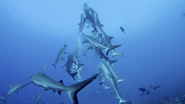Grey reef sharks show off spectacular feeding behaviour in a video shot on a reef in  in French Polynesia.