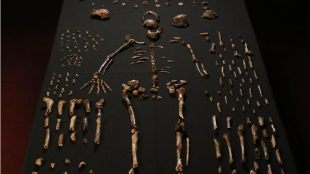 Bones from the newly discovered species of ancient human.