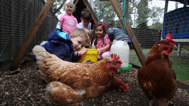 Learning environment: Preschoolers (from left) Alyssa Madirazza, Aleksander Puleo, Ethan Bradey and Gianna Muscat feed the chickens at Beehive Castle Hill Childcare.