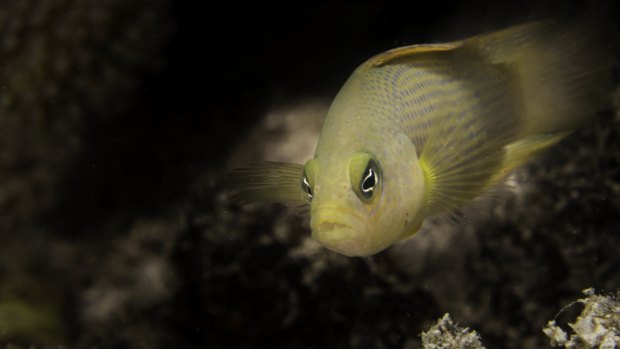 Damselfish were used in the study that found coral bleaching masks the scent of predators.