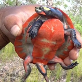 The Jardine River Painted turtle has a crimson red chest plate which is almost fluorescent.