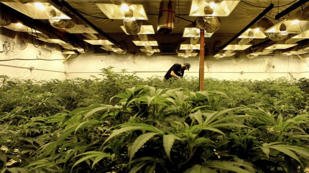 The US states of Colorado, Oregon, Washington and Alaska have legalised cannabis.