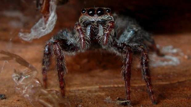 Little liar: The jumping spider uses its legs to mimic an ant's antennae.