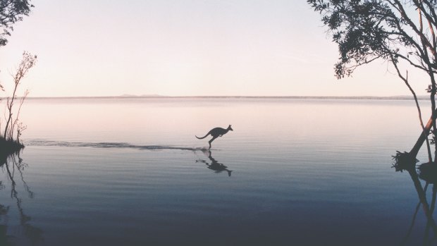 Noosa Everglades.