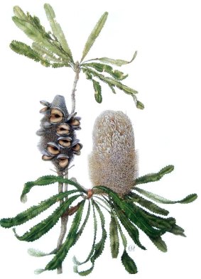 Celia Rosser's artworks of banksias are the subject of a talk on October 7.