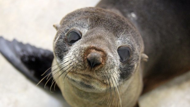 The 18-month-old seal was given antibiotics and fluids and fed a diet of fresh fish.