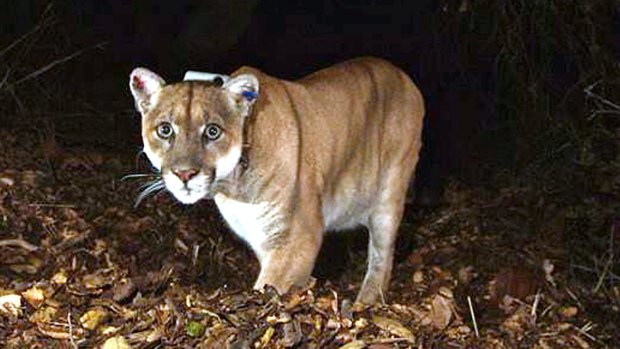 The suspect: The mountain lion known as P-22, in a file picture. 