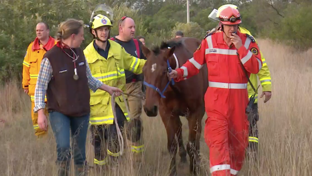 Buddy is led to safety by the SES, firefighters and a vet.