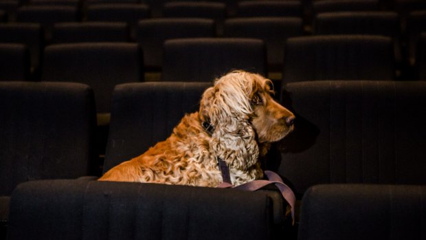  Marcella Zankin's dog Muka auditioned at the Canberra Theatre.


The Canberra Times

Photo Jamila Toderas