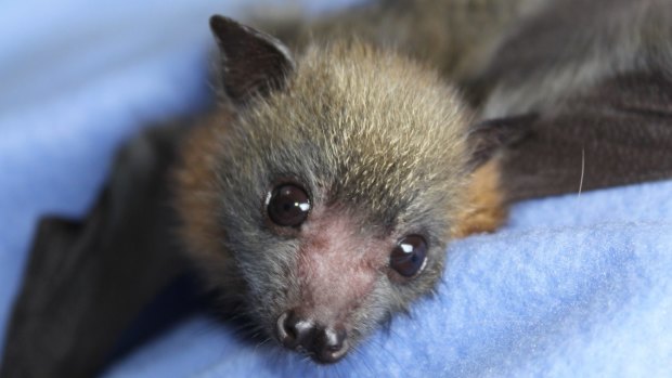 Two-year-old orphan bat Troy suffered heat stress.