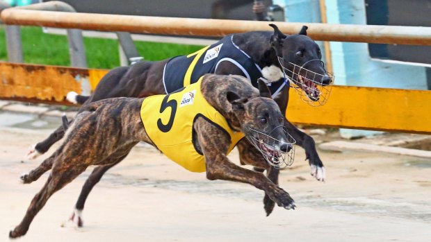 Greyhound trainer Deborah Arnold has had her ban overturned.