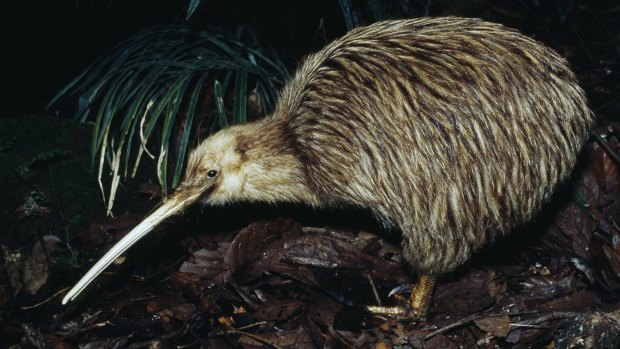 Stoats, cats and possums either kill or affect the habitat of the kiwi and other New Zealand native birds.