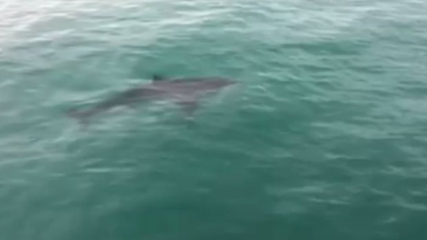Swimmers are being urged to be careful after shark sightings around Melbourne beaches.
