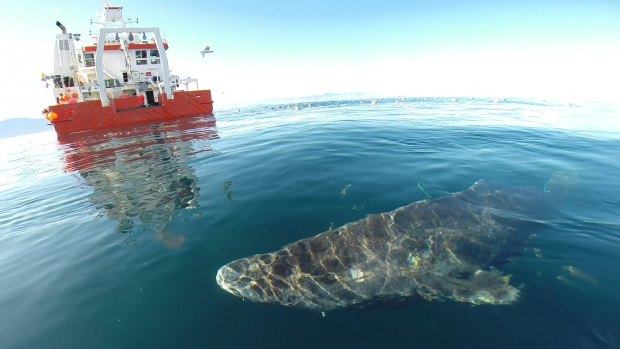 Greenland shark after it was released from a research vessel.