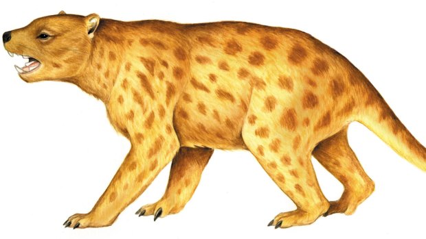 The marsupial lion was roughly 1.5 metres long and stood about 75 centimetres tall at the shoulder.