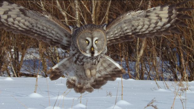 Great grey owls like this one can silently descend on their prey.