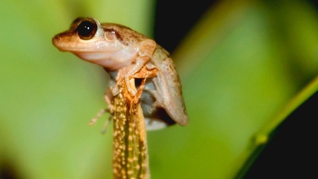 Coqui perched in the middle of the rainforest.