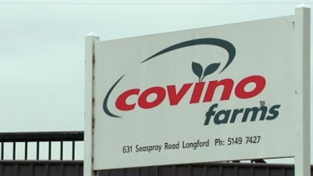 Covino  Farms in Longford, Gippsland.