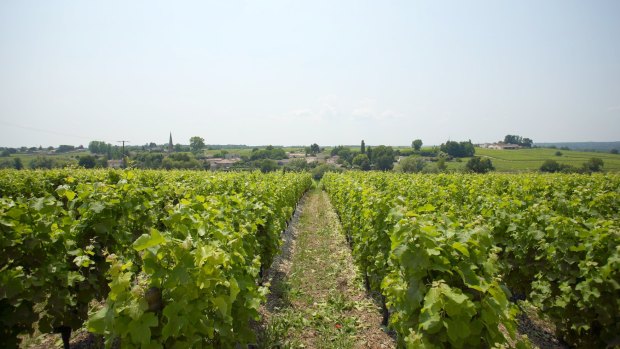 Vineyards of Chateau d'Arche in the Bordeaux region.