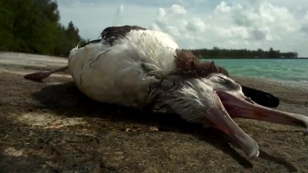 Bad diet: This  seabird was a victim of plastic pollution.