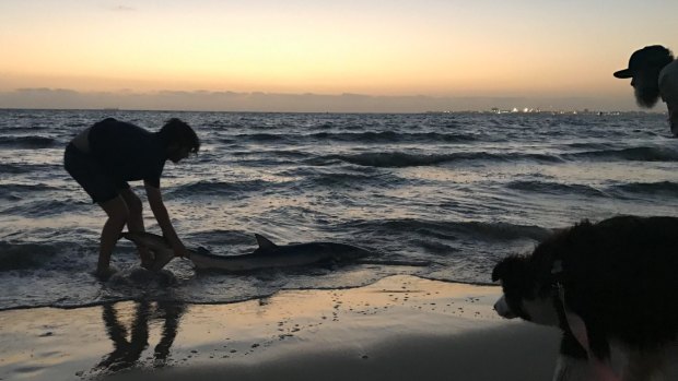 Stunned Sophie Hunt called her friend to help her pull the shark back into the ocean.