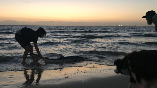 A stunned Sophie Hunt tries to pull a shark into deeper waters at St Kilda beach in January.