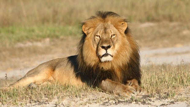 In this undated photo provided by the Wildlife Conservation Research Unit, Cecil the lion rests in Hwange National Park in Zimbabwe. 
