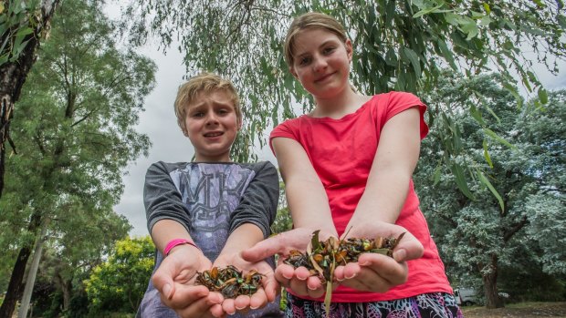Thomas, 10, and Arabella, 12, McDonald of Cook with just some of the beetles that have fallen from the tree in their front yard this summer.