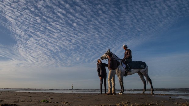 Matt Cumani-trained Grey Lion enjoys a morning at the beach ahead of the Melbourne Cup.