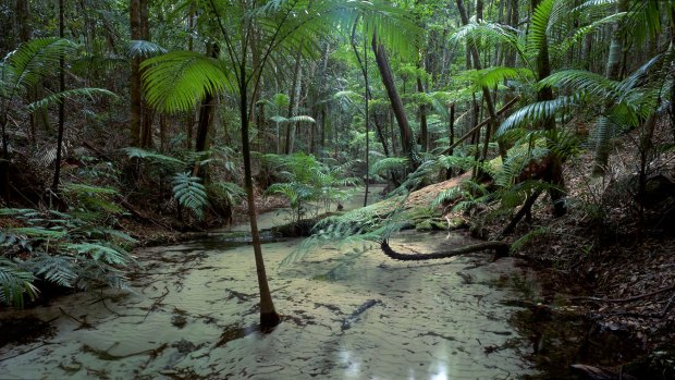 Wanggoolba Creek.